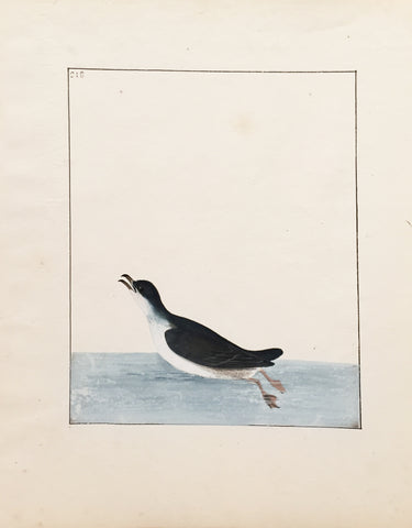 William Lewin (British, 1747-1795), Plate 218