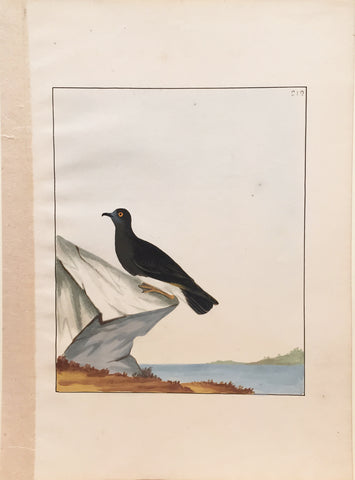 William Lewin (British, 1747-1795), Plate 219