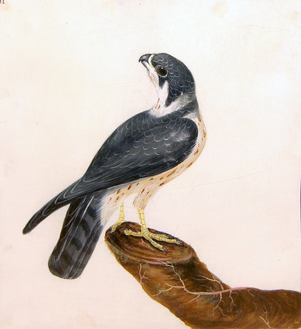 William Lewin (British, 1747-1795), Plate 21