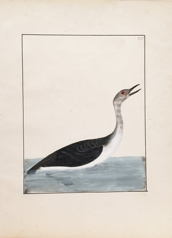 William Lewin (British, 1747-1795), Plate 227
