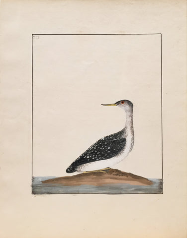 William Lewin (British, 1747-1795), Plate 228
