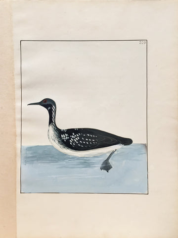 William Lewin (British, 1747-1795), Plate 229