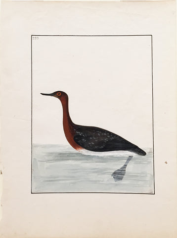 William Lewin (British, 1747-1795), Plate 230