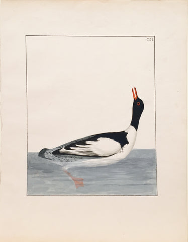 William Lewin (British, 1747-1795), Plate 231