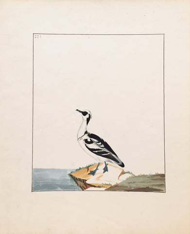 William Lewin (British, 1747-1795), Plate 234