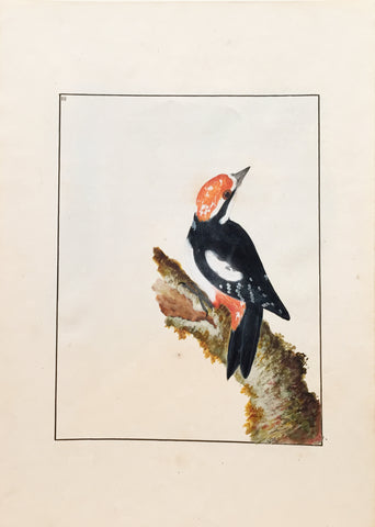 William Lewin (British, 1747-1795), Plate 48