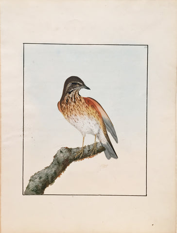 William Lewin (British, 1747-1795), Plate 59