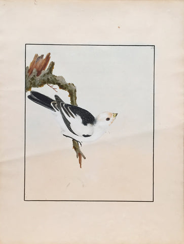 William Lewin (British, 1747-1795), Plate 71
