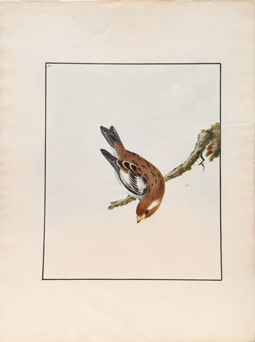 William Lewin (British, 1747-1795), Plate 72