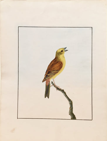 William Lewin (British, 1747-1795), Plate 73