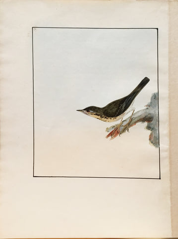 William Lewin (British, 1747-1795), Plate 91