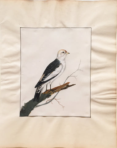 William Lewin (British, 1747-1795), Untitled [White bird on a branch]