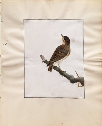William Lewin (British, 1747-1795), Untitled [Nuthatch on a branch]