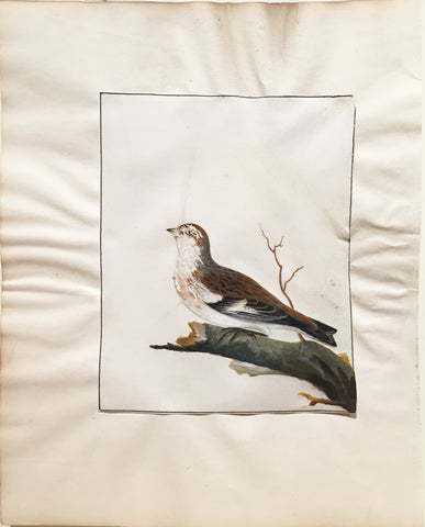 William Lewin (British, 1747-1795), Untitled [Songbird]