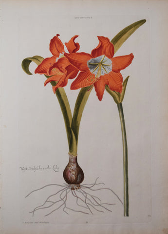 Georg Ehret (1708-1770), Lilio-Narcissus II