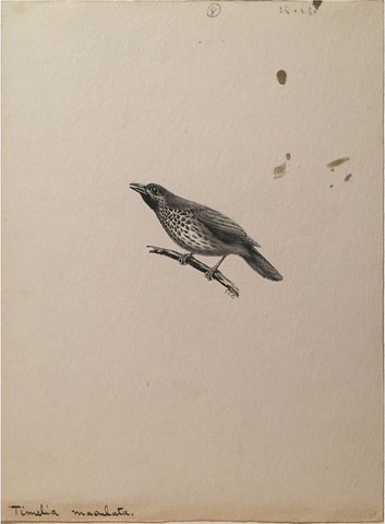 George Edward Lodge (British, 1860-1954), “Babblinbg Thrush” Timelia Maculata