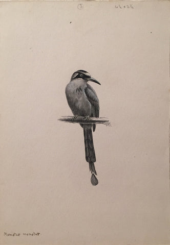 George Edward Lodge (British, 1860-1954), “Blue-crowned Motmot”, Momotus Momota