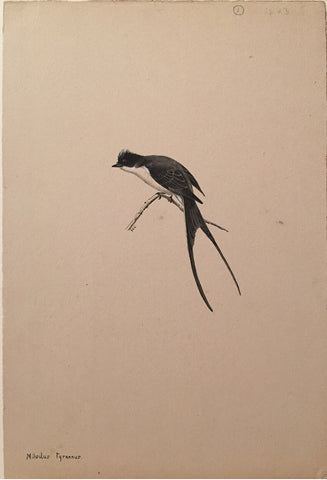 George Edward Lodge (British, 1860-1954), “Fork-tailed Flycatcher”, Milvulus Tyrannus.