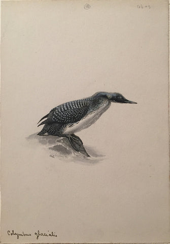 George Edward Lodge (British, 1860-1954), “Great Northern Diver”, Colymbus Glacialis