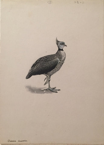 George Edward Lodge (British, 1860-1954), “Northern Screamer”, Chauna Chavaria