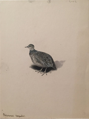 George Edward Lodge (British, 1860-1954), “Plains Wanderer”, Pediomus Torquatus
