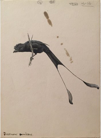 George Edward Lodge (British, 1860-1954), “Racket tailed Drogan” Dissemurus Paradisens