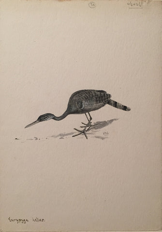 George Edward Lodge (British, 1860-1954), “Sun bittern”, Eurypyga Helias
