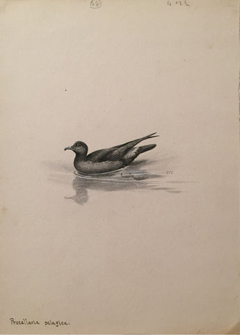George Edward Lodge (British, 1860-1954), “The European storm petrel” Procellaria Pelagica
