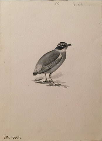George Edward Lodge (British, 1860-1954), “The Indian ground thrush” Pitta Coronata