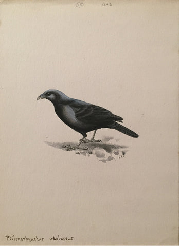 George Edward Lodge (British, 1860-1954), “The satin bowerbird” Ptilonorhynchus Violaceaur