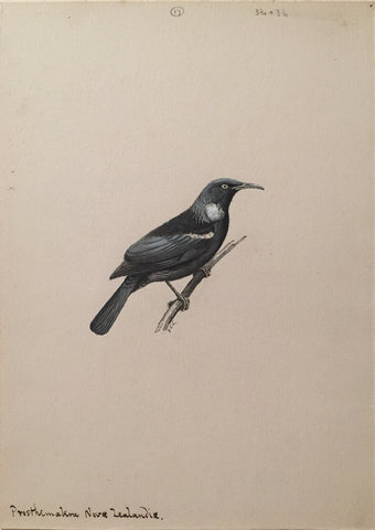 George Edward Lodge (British, 1860-1954), “Tui”, Prosthemadera Nova Zealandia.