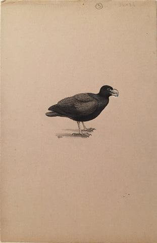 George Edward Lodge (British, 1860-1954), Untitled (watercolor of a large black bird)