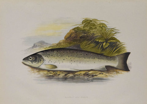 Alexander Francis Lydon (1836-1917), artist, Galway Sea Trout