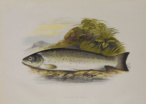 Alexander Francis Lydon (1836-1917), artist, Galway Sea Trout