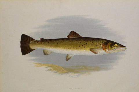 Alexander Francis Lydon (1836-1917), artist, Bull Trout