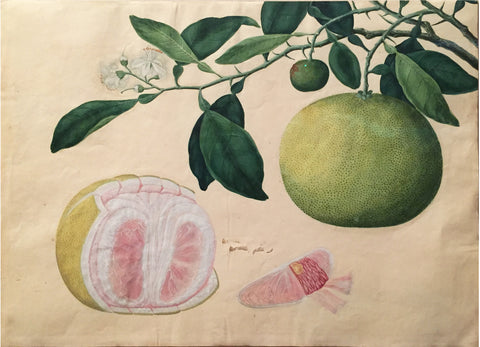 MALAYSIAN OR INDIAN SCHOOL (19TH-CENTURY), Grapefruit