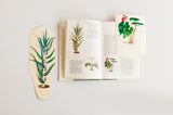 Harry Marinsky (American, 1909-2008), Original watercolors of plants prepared for The Woman’s Day Book of House Plants