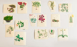 Harry Marinsky (American, 1909-2008), Original watercolors of plants prepared for The Woman’s Day Book of House Plants