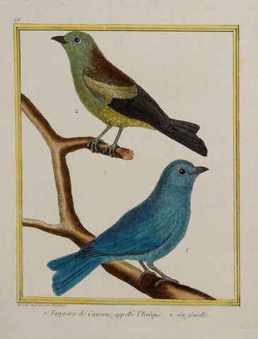 Francois Nicolas Martinet ( b. 1731) 1. Tangara de Cayene, appelle “‘Eveque 2. sa femelle, Pl. 178