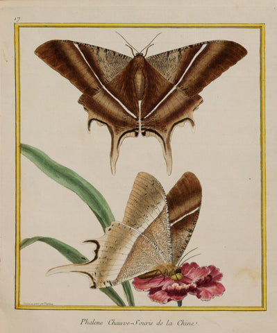 Francois Nicolas Martinet ( b. 1731) Phalene Chauve-Souris de la Chine, Pl. 17