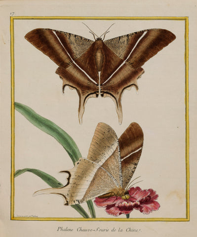 Francois Nicolas Martinet ( b. 1731)  Phalene Chauve-Souris de la Chine, Pl. 17