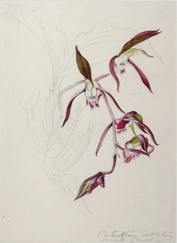 Margaret Mee (British, 1909-1988), Catasetum Saccatum