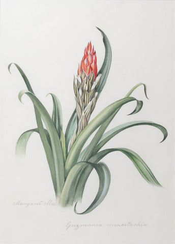 Margaret Mee (British, 1909-1988), Guzmania monostachia