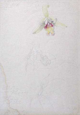 Margaret Mee (British, 1909-1988), Sobralia Margaritae - Sobralia sp.