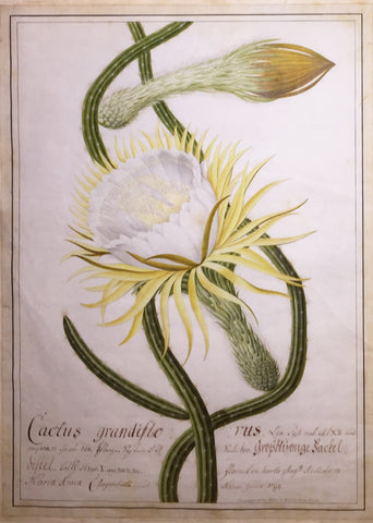 Joseph Melling (French, 1724-1796), Cactus grandiflorus (Selenicereus grandiflorus)