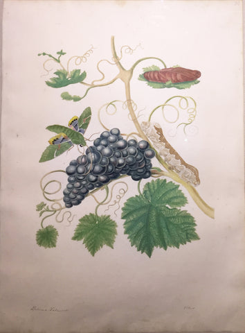 Maria Sibylla Merian (German, 1647-1717), Plate 34. American Grapes and Green Hawkmoth