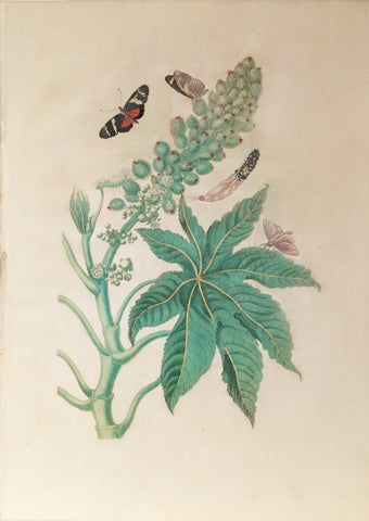 Maria Sibylla Merian (German, 1647-1717), Plate 30. Castor-oil Plant, Ricinis Butterfly, Unidentifiable Caterpillar and Greater Sacktail