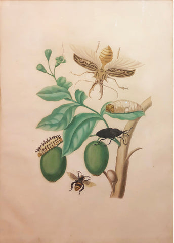 Maria Sibylla Merian (German, 1647-1717), Plate 48. Tabrouba Tree with Stag Beetle, Palm Weevil and other Insects