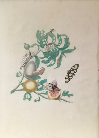 Maria Sibylla Merian (German, 1647-1717), Plate 19. The Baccoves and Fruiting Guava Tree