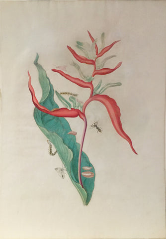 Maria Sibylla Merian (German, 1647-1717), Plate 54. The Balli Plant. Red Ginger Plant With Wasp